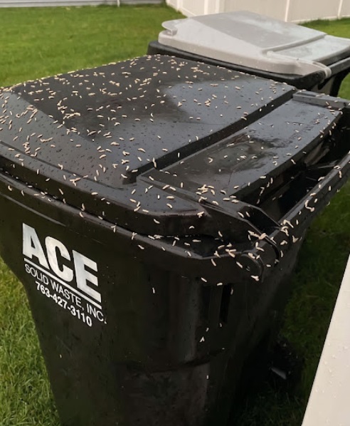 Found Tiny White Worms in Your Trash? Here’s What They Really Are
